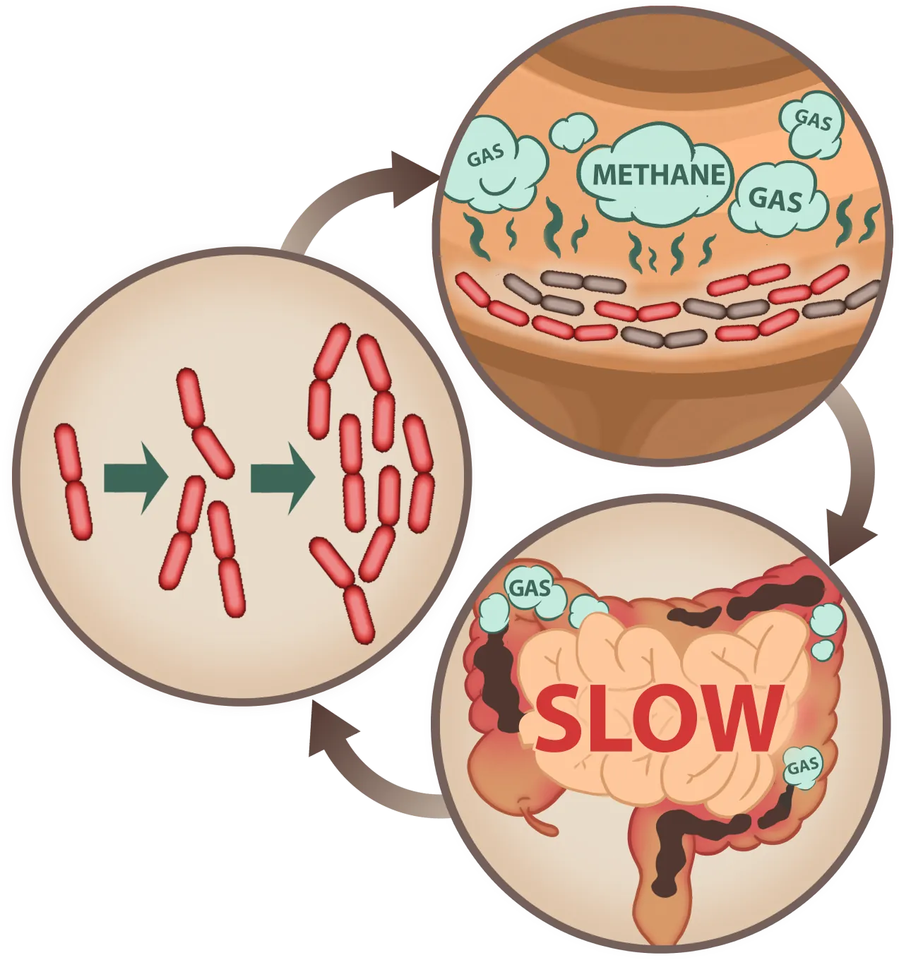 EmmaRelief slows methane gas production for better digestion