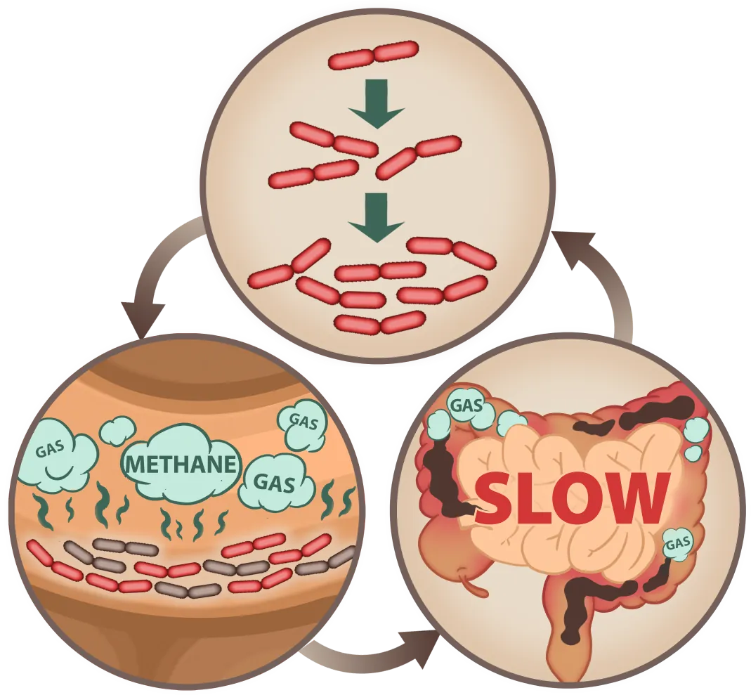 EmmaRelief digestive process mobile illustration