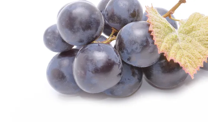 Resveratrol – EmmaRelief antioxidant gut support ingredient