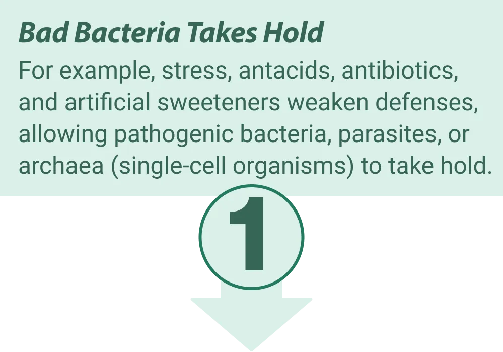 EmmaRelief gut health benefits illustration