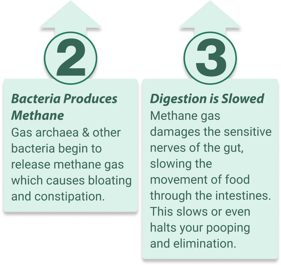 EmmaRelief supports healthy gut microbiome balance