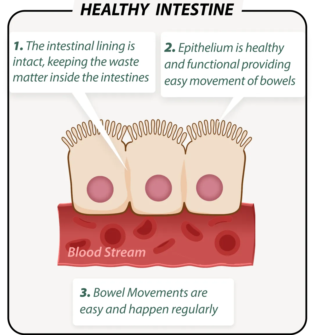 Healthy gut with EmmaRelief – balanced microbiome illustration